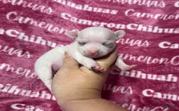 Chihuahua dogs for sale: Sophia Short Coat - Image 1