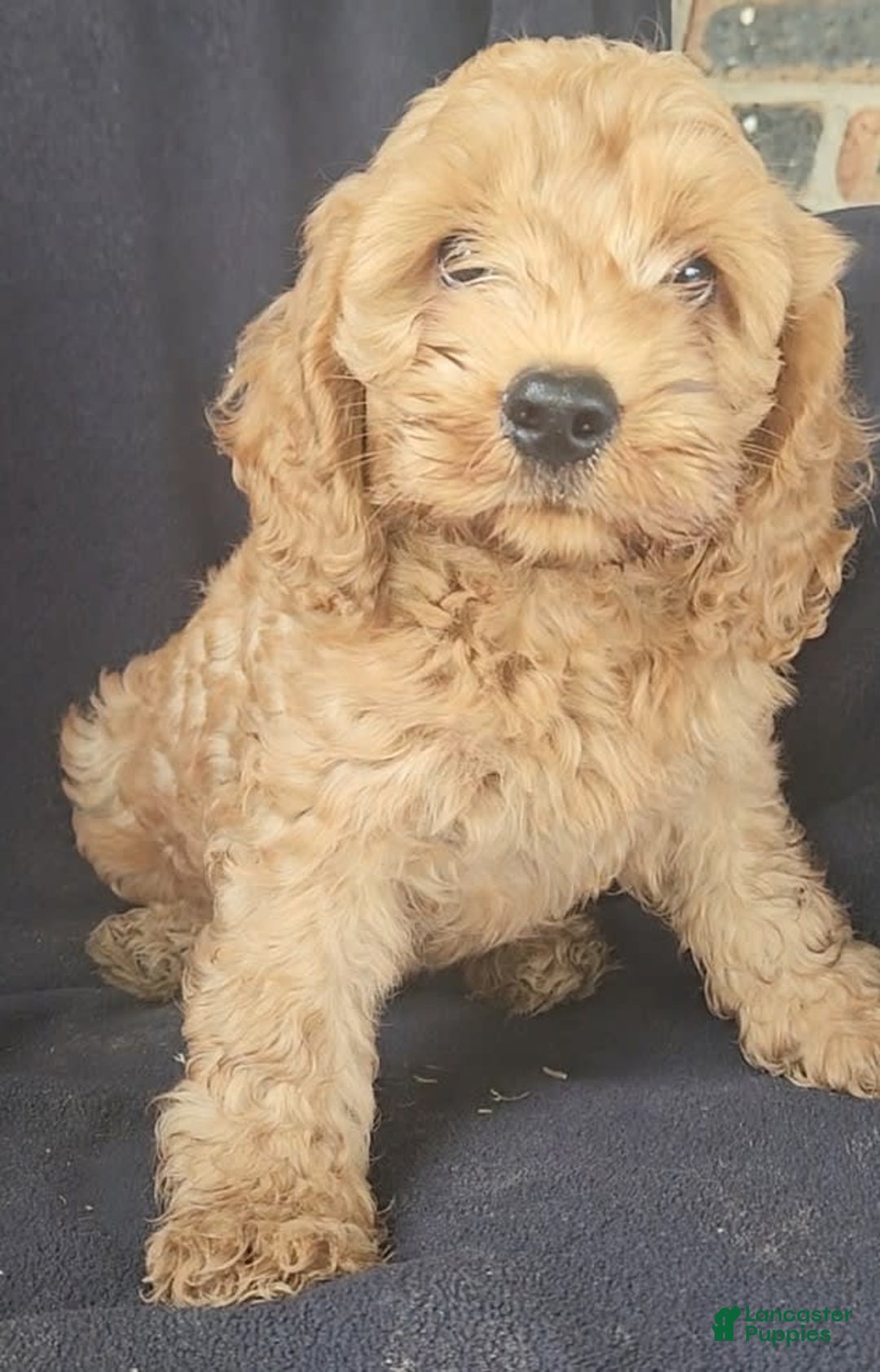Cockapoo dogs for sale: Ben - Image 12