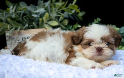 Shih Tzu dogs for sale: Colby - Image 3