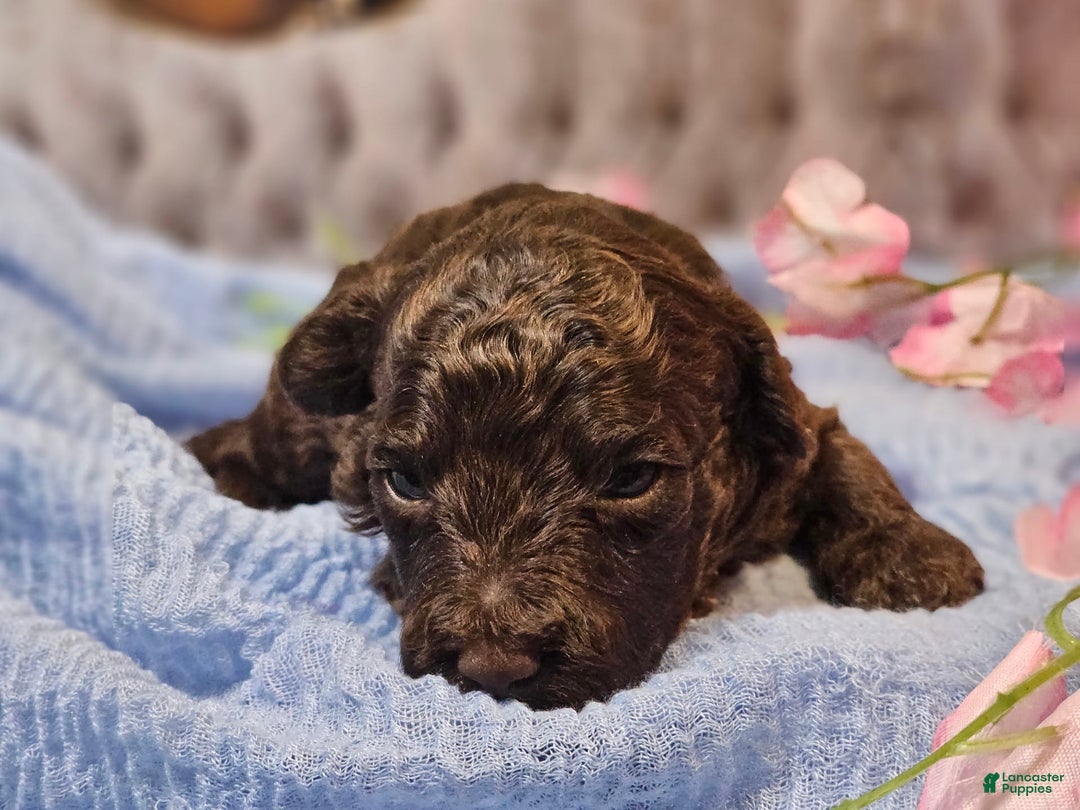 Mini Goldendoodle dogs for sale: Georgia - Image 2