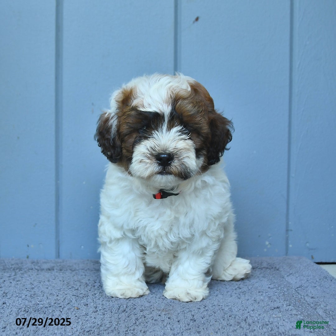 Shihpoo dogs for sale: Hudson - Image 4