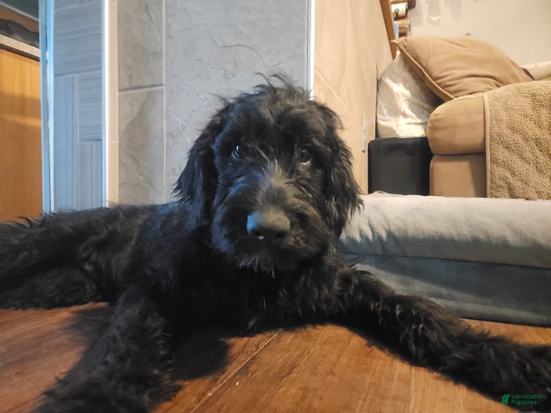 Labradoodle dogs for sale: Ruby - Image 1