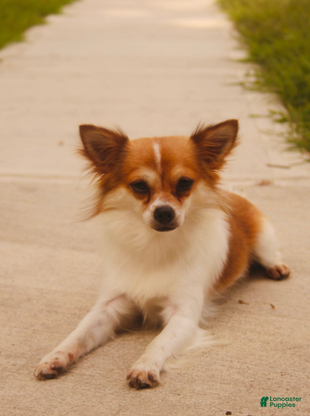 Chihuahua dogs for sale: Finn - Image 15
