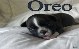 Boston Terrier dogs for sale: Oreo - Image 3