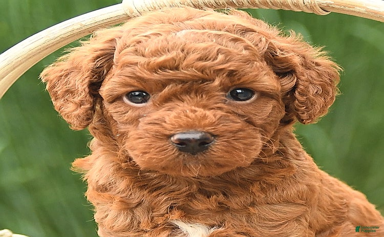 Cockapoo dogs for sale - Ad 2