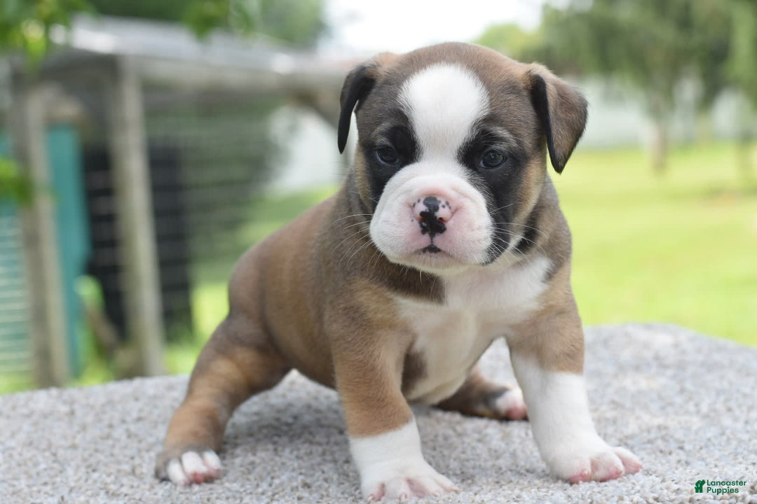 French Bulldog dogs for sale: Bentley mini bulldogge - Image 18
