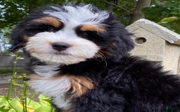Mini Bernedoodle dogs for sale: 🧡 Boston Ma 🧡 Mini Bernedoodle - Image 10