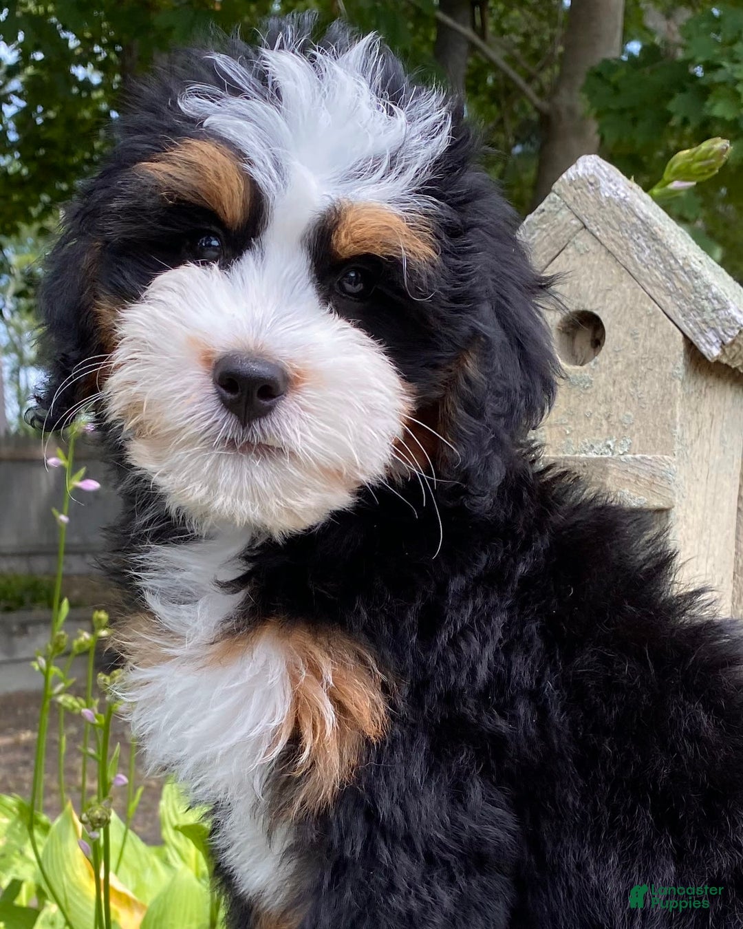 Mini Bernedoodle dogs for sale: 🧡 Boston Ma 🧡 Mini Bernedoodle - Image 10