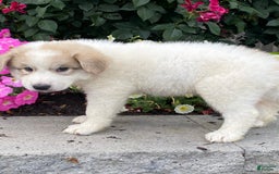 Great Pyrenees dogs for sale: Greg - Image 4