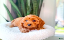 Cavapoo dogs for sale: Isaiah - Image 2