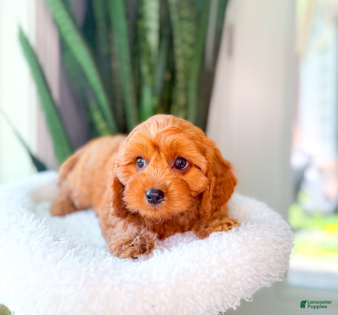 Cavapoo dogs for sale: Isaiah - Image 2