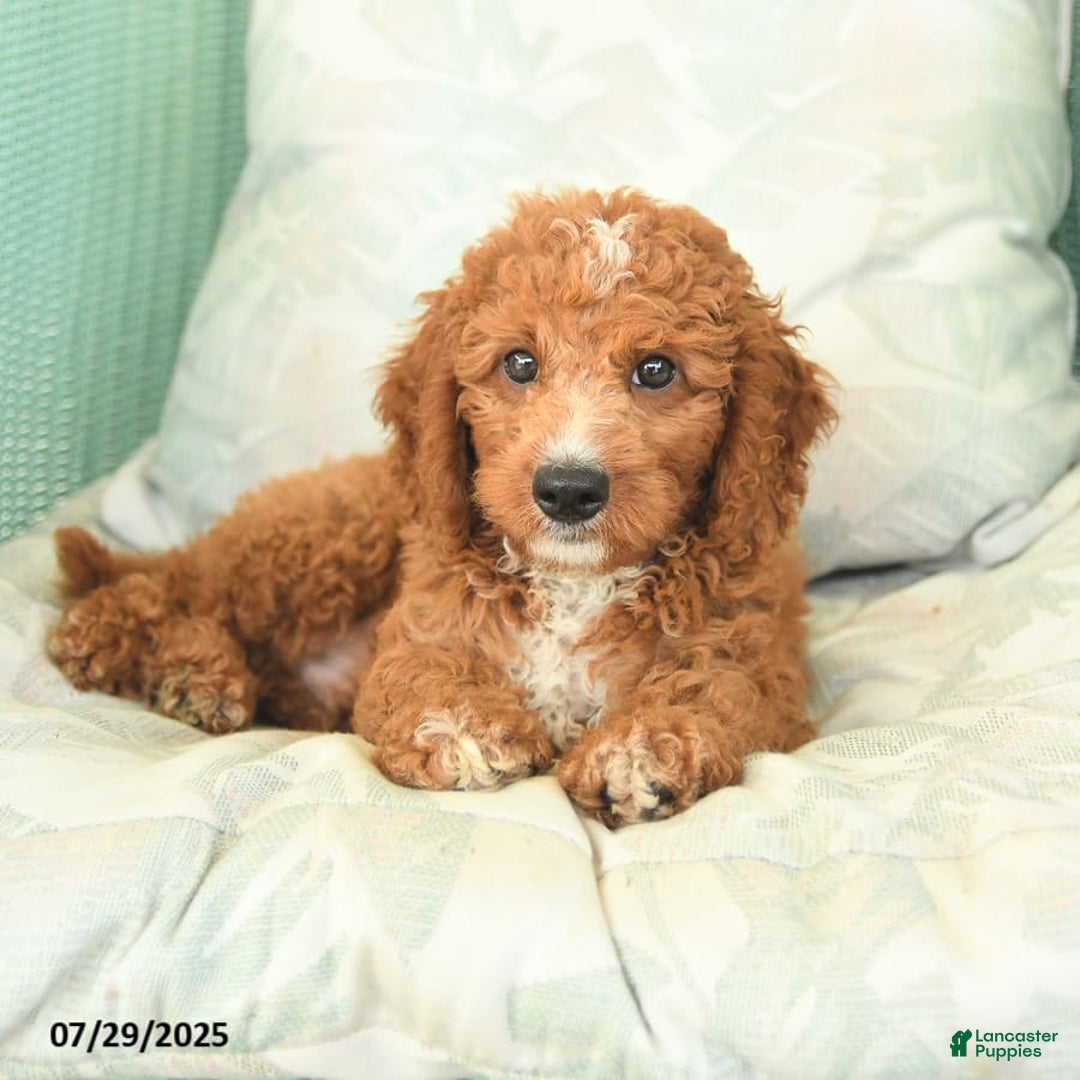 Cavapoo dogs for sale: Frito - Image 4