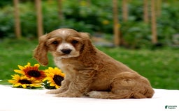 Cocker Spaniel dogs for sale: Tyson - Image 7