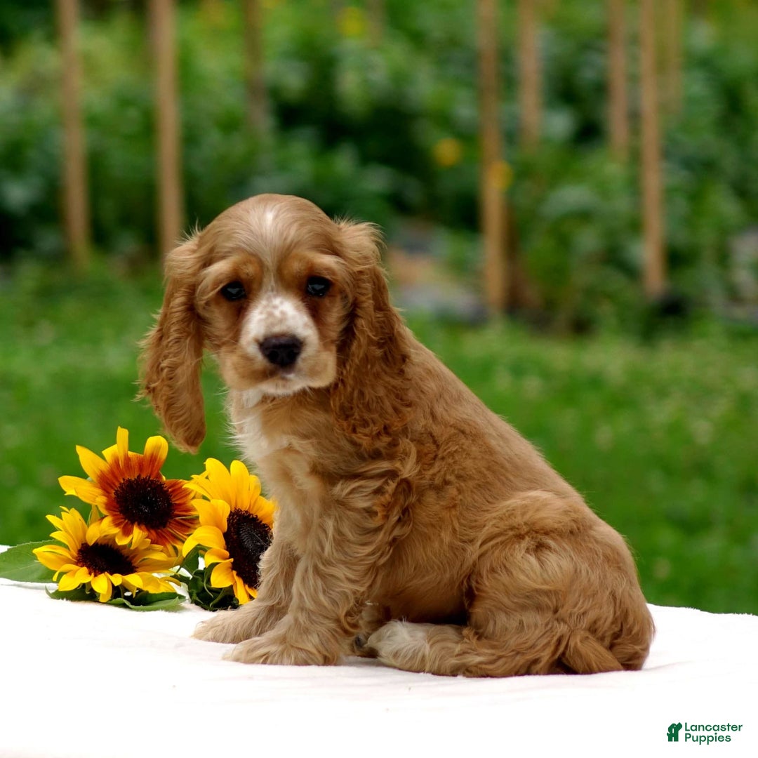 Cocker Spaniel dogs for sale: Tyson - Image 7