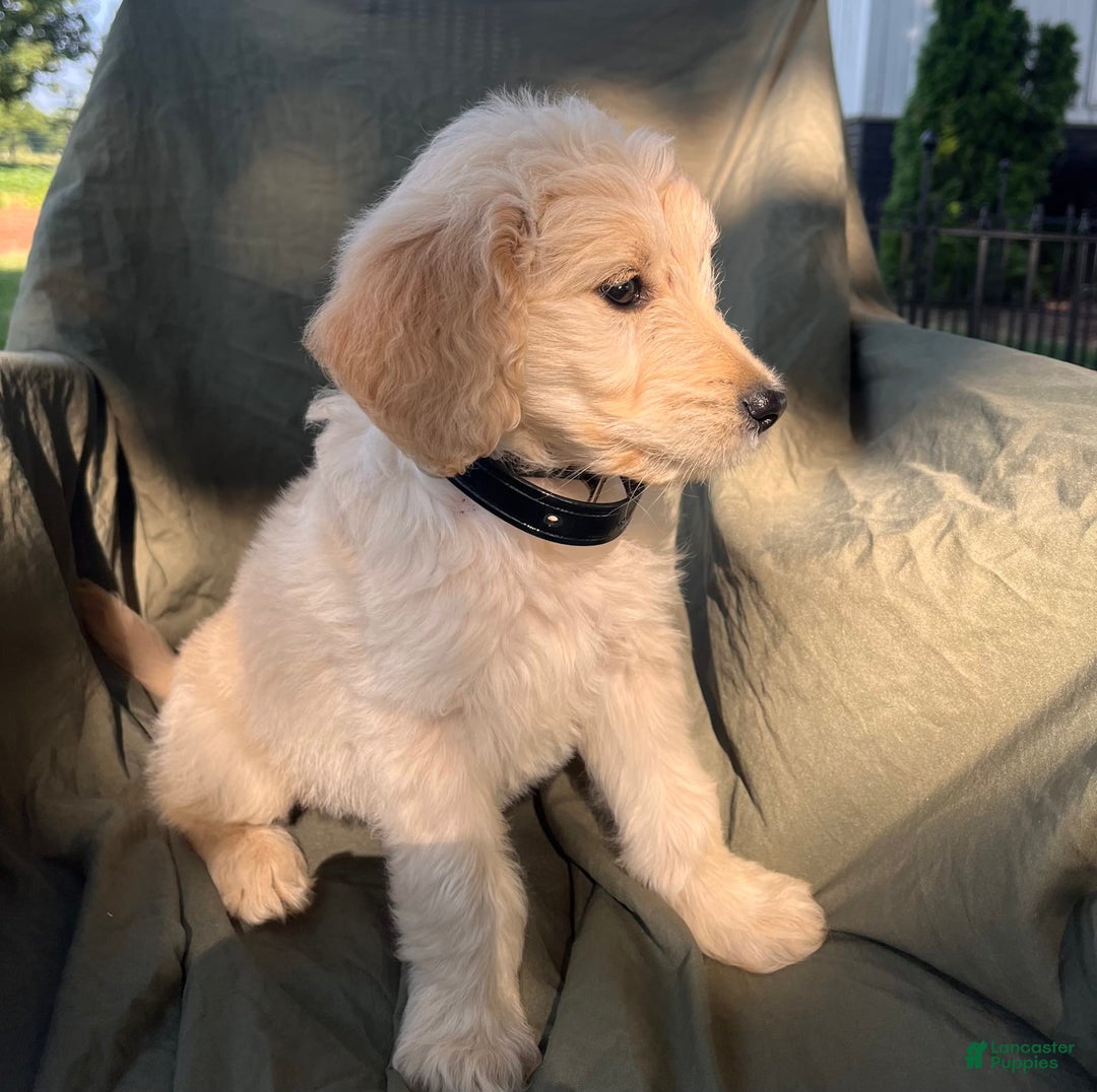 Goldendoodle dogs for sale: Milo - Image 3