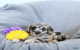 Mini Goldendoodle dogs for sale: Lucky - Image 3