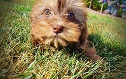 Havapoo dogs for sale: Josie - Image 13