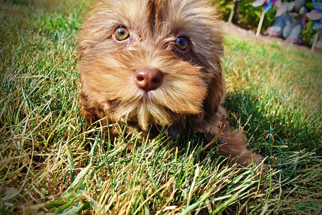 Havapoo dogs for sale: Josie - Image 13
