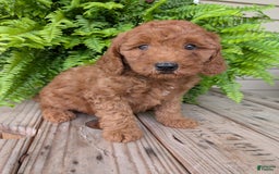 Mini Goldendoodle dogs for sale: Mini -kobe - Image 27