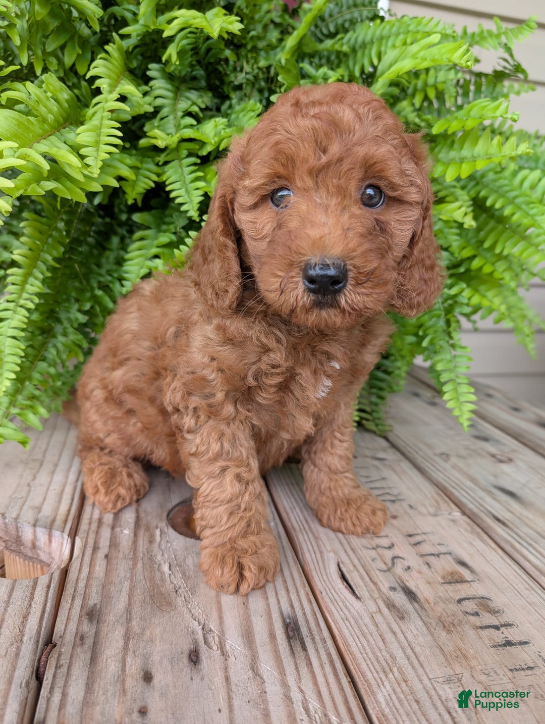 Mini Goldendoodle dogs for sale: Mini -kobe - Image 27