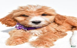 Mini Goldendoodle dogs for sale: Trixie - Image 3
