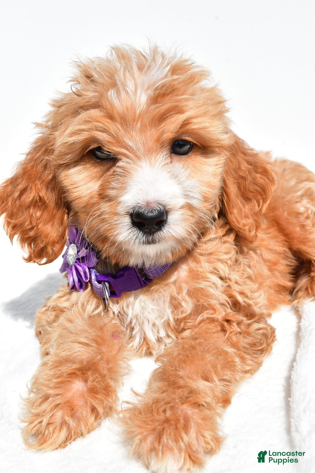 Mini Goldendoodle dogs for sale: Trixie - Image 3