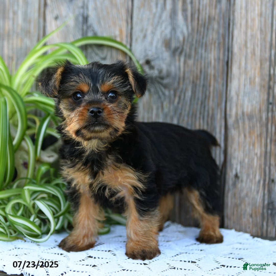Yorkshire Terrier dogs for sale: Lucky - Image 2