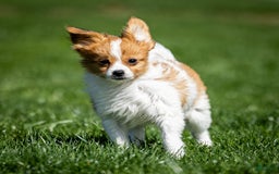 Papillon dogs for sale: Fraser - Image 3