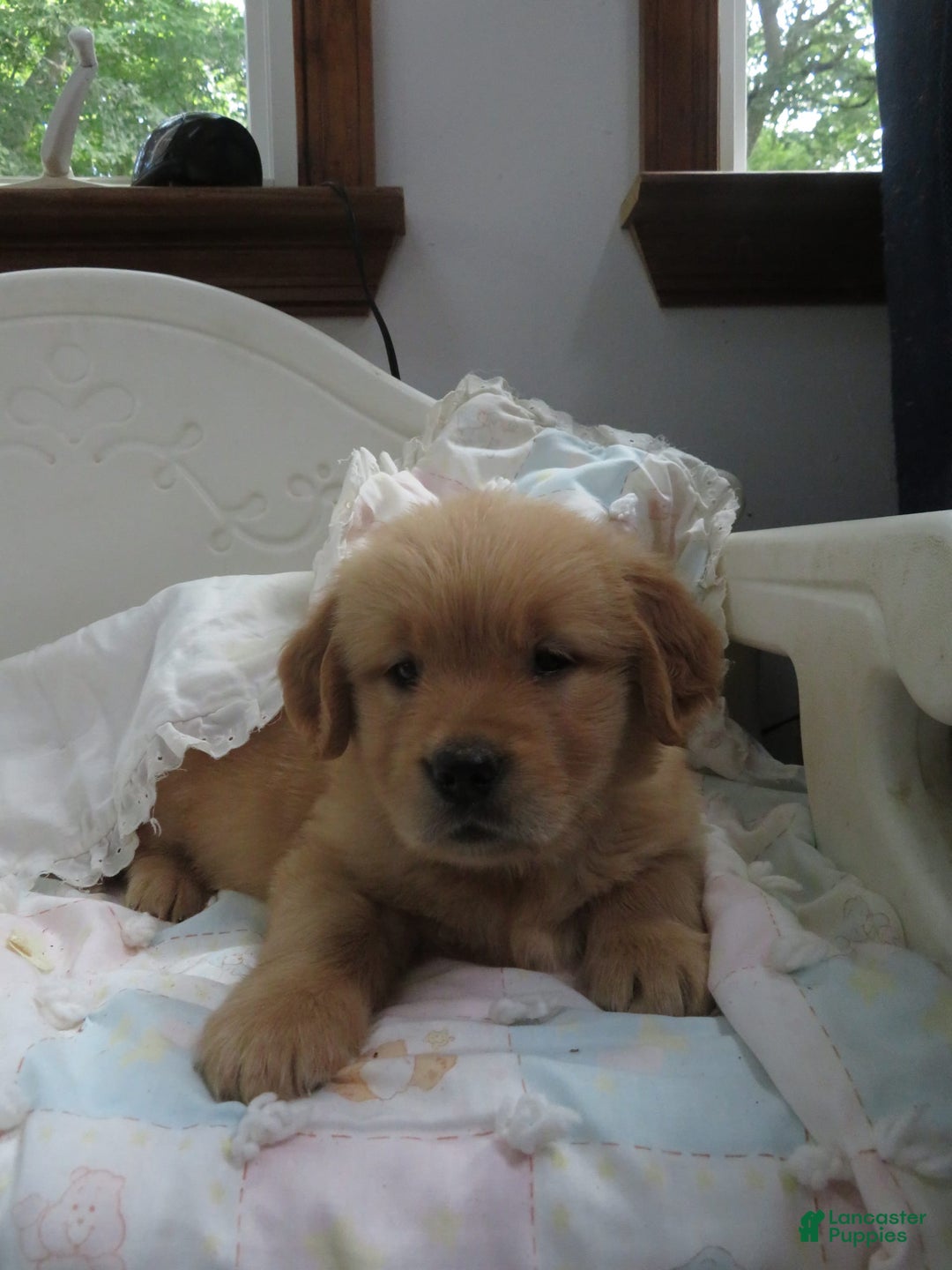 Golden Retriever dogs for sale: Twinkie - Image 11