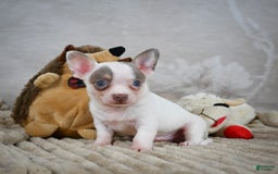 Chihuahua dogs for sale: Tyranus - Image 7