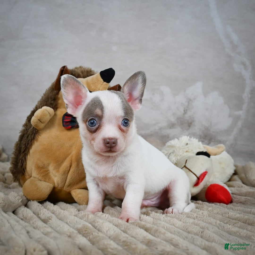 Chihuahua dogs for sale: Tyranus - Image 7