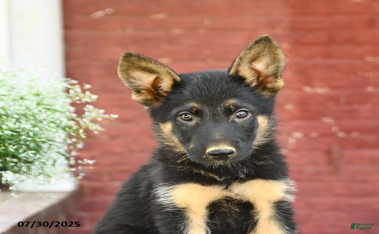 German Shepherd dogs for sale - Ad 2