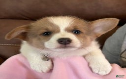 Welsh Corgi Pembroke dogs for sale: Blue Collar Boy - Image 1