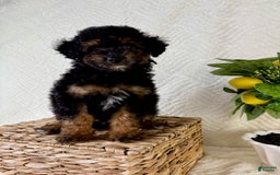 Cockapoo dogs for sale: Carter - Image 5