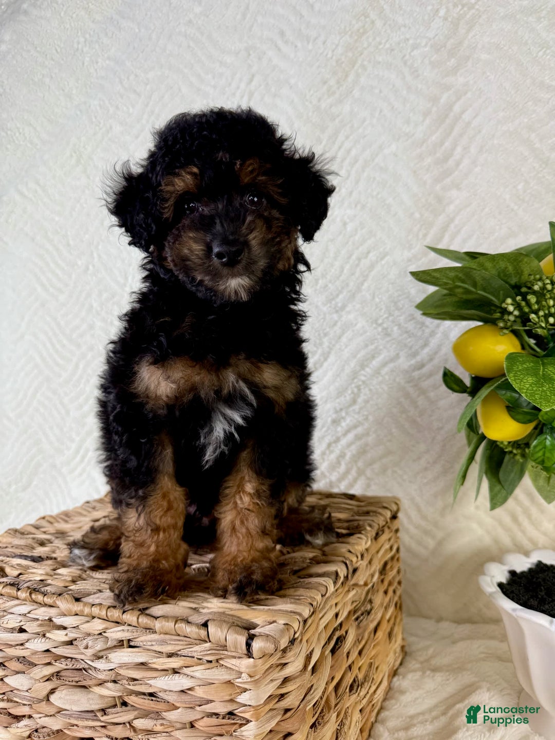 Cockapoo dogs for sale: Carter - Image 5