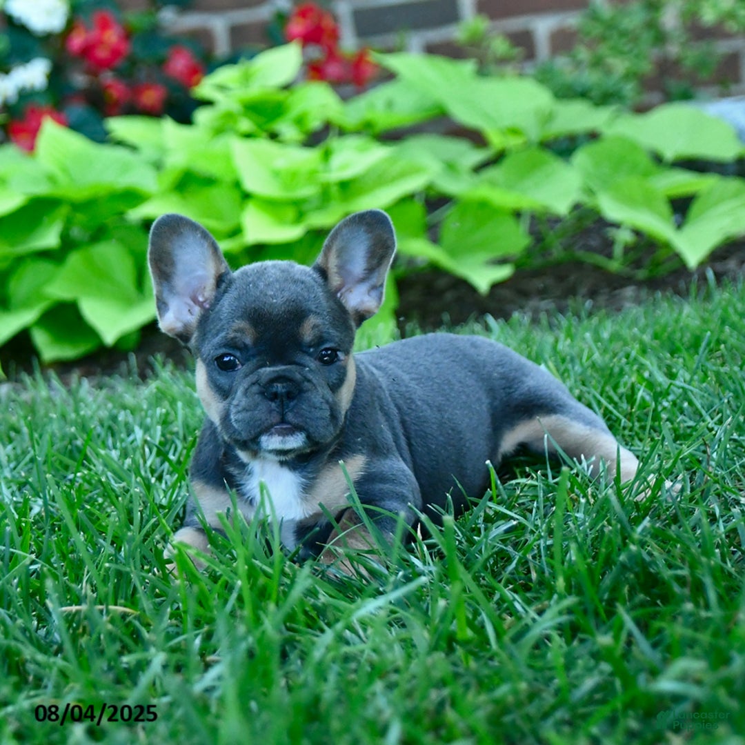 French Bulldog dogs for sale: Jana - Image 3