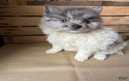 Pomeranian dogs for sale: Aaron - Image 3