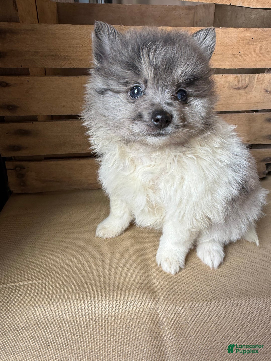 Pomeranian dogs for sale: Aaron - Image 3