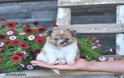 Pomeranian dogs for sale: Donna EXTRA SMALL - Image 2