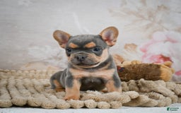 French Bulldog dogs for sale: Romeo - Image 3