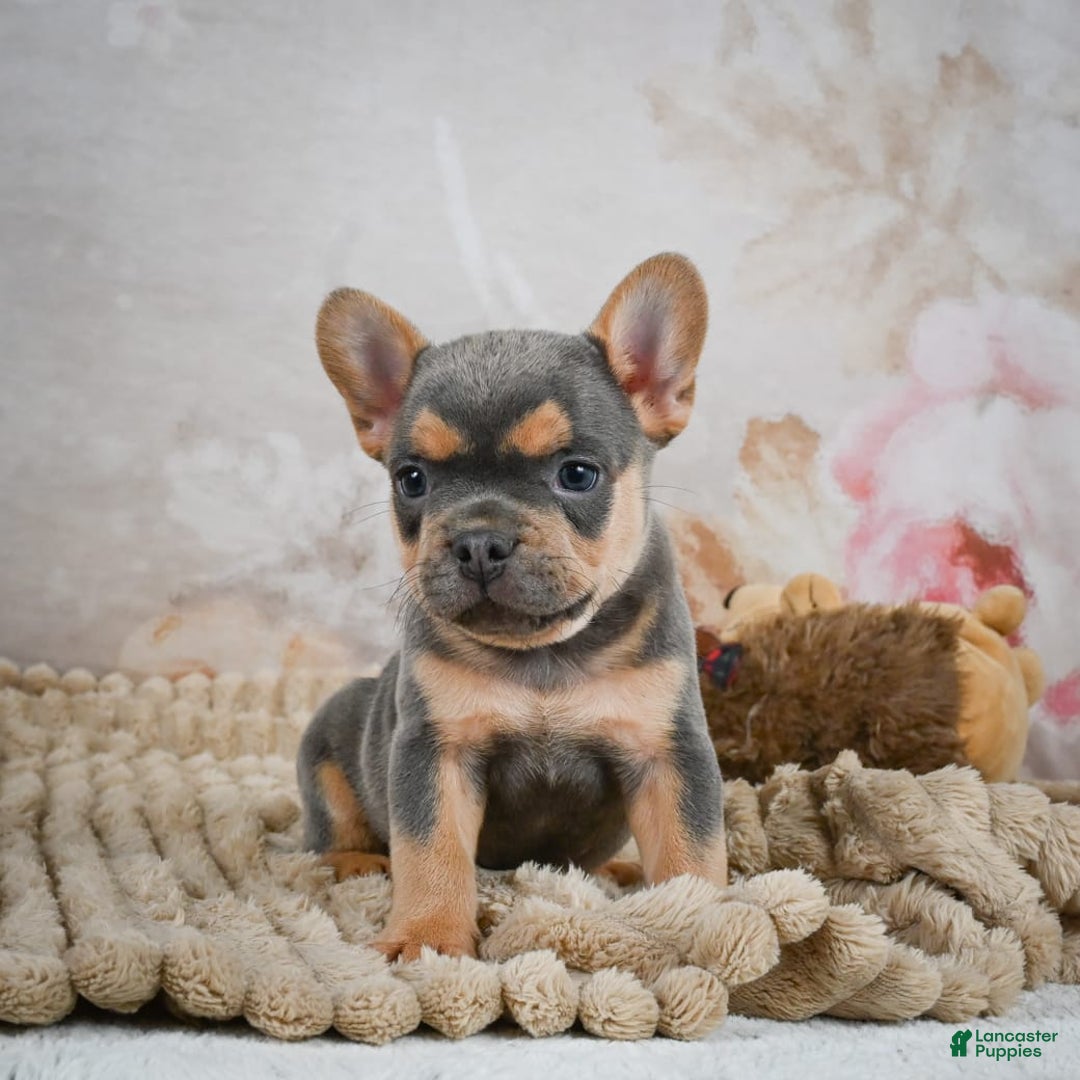 French Bulldog dogs for sale: Romeo - Image 3