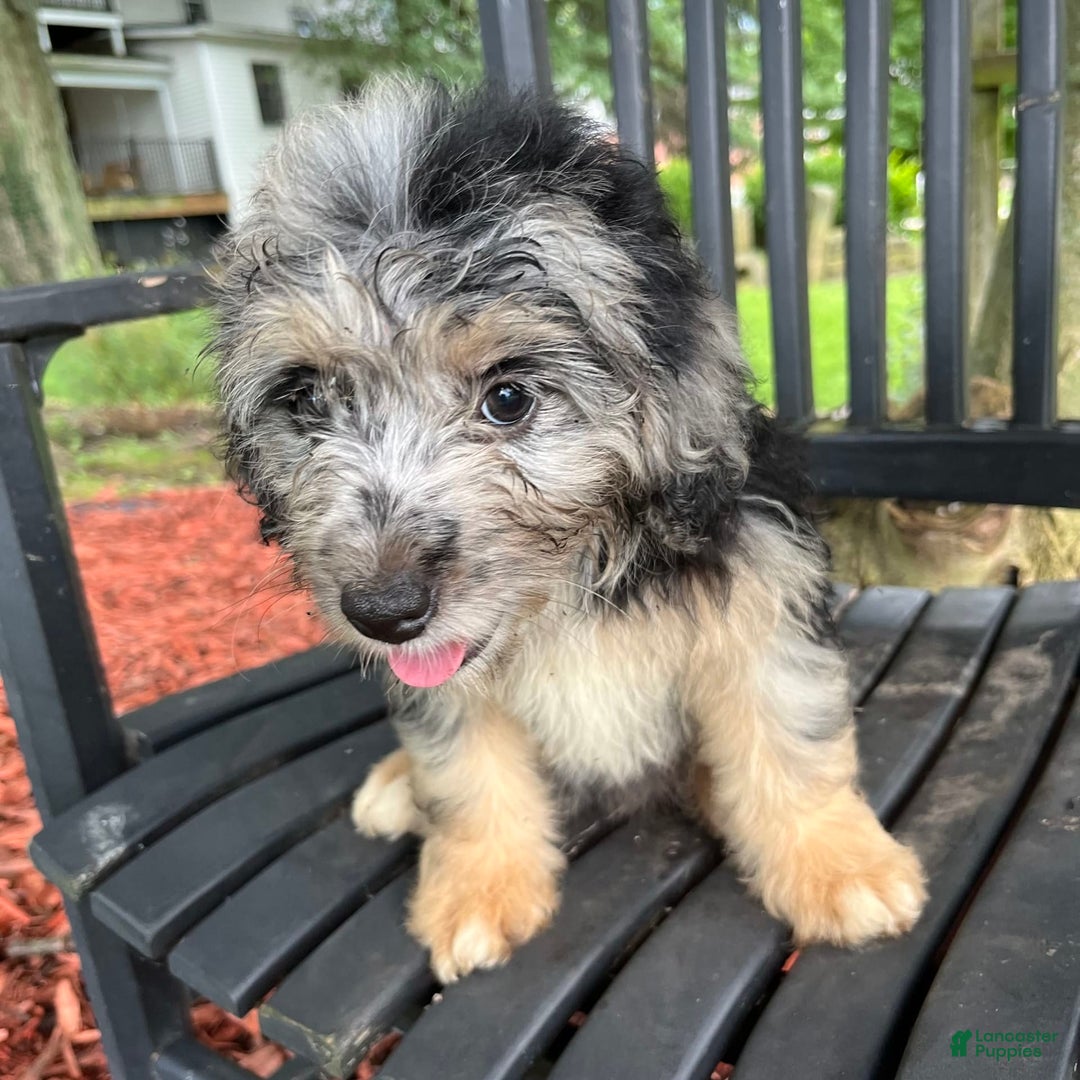 Mini Aussiedoodle dogs for sale: Tulip - Image 19