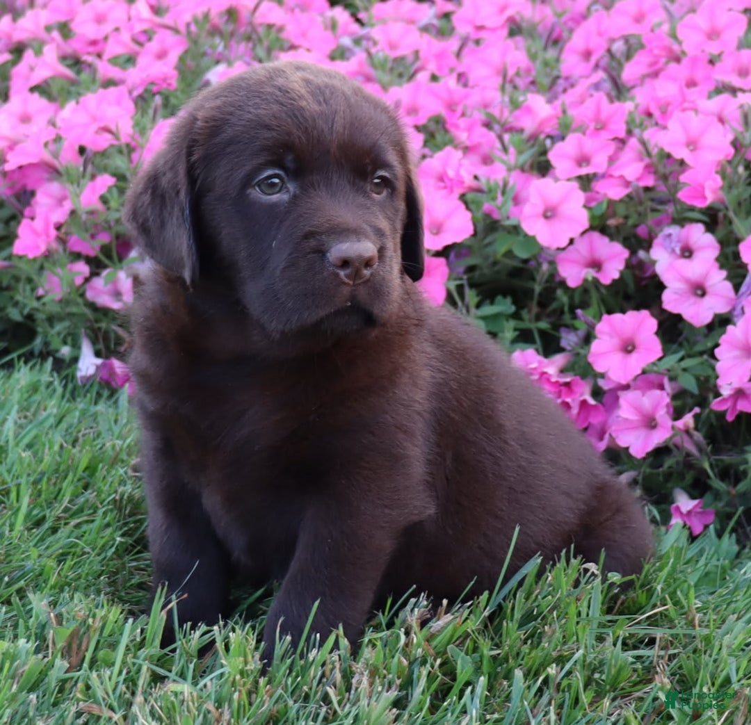 Labrador Retriever dogs for sale: Daisy - Image 4
