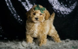 Maltipoo dogs for sale: Dallas - Image 2