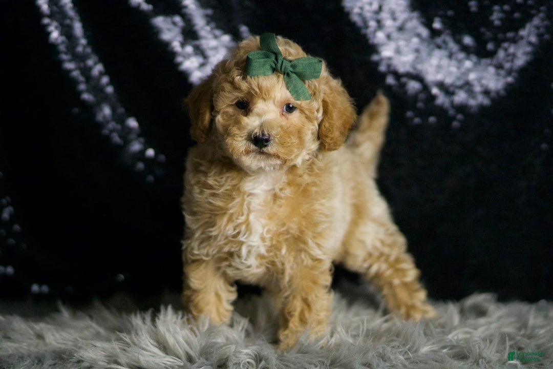 Maltipoo dogs for sale: Dallas - Image 2