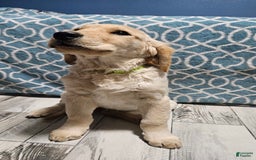 Golden Retriever dogs for sale: Golden Retriever - Image 19