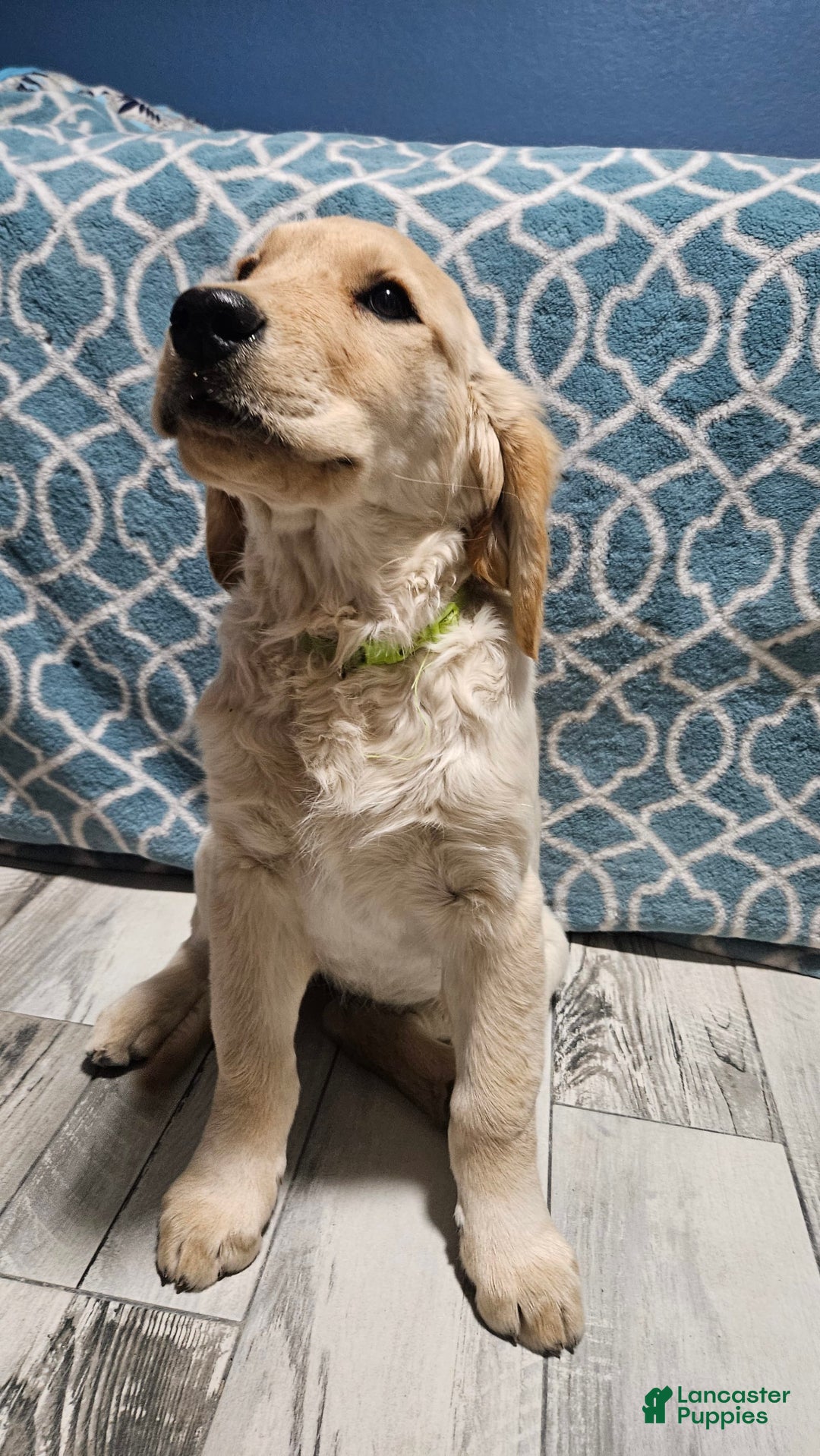 Golden Retriever dogs for sale: Golden Retriever - Image 19