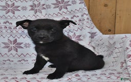 Welsh Corgi Pembroke dogs for sale: Welsh Corgi (Pembroke) 7 puppies - Image 9