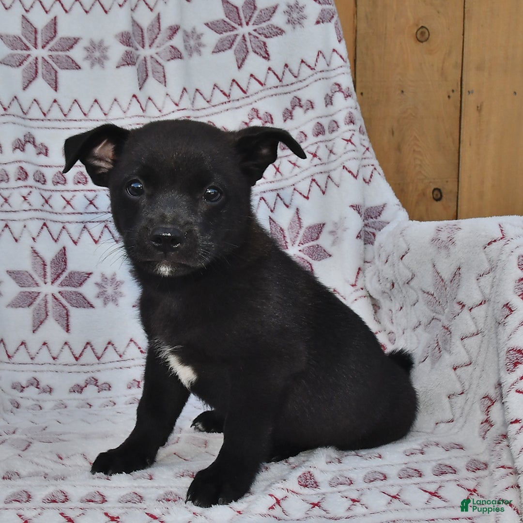 Welsh Corgi Pembroke dogs for sale: Welsh Corgi (Pembroke) 7 puppies - Image 9
