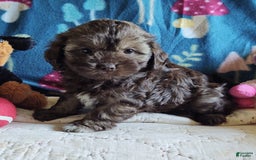 Maltipoo dogs for sale: Chocolate Sissy - Image 12